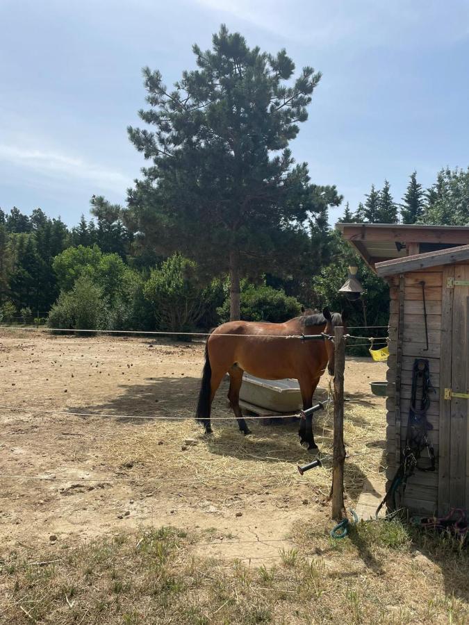 Le Soler Roulotte En Bois Sud Franceゲストハウス エクステリア 写真